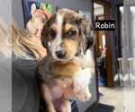 Small Catahoula Leopard Dog