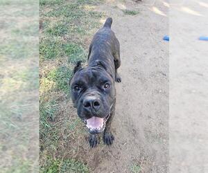 Mutt Dogs for adoption in Modesto, CA, USA