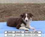 Image preview for Ad Listing. Nickname: Rosie