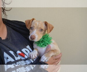 Ursula - Female Chihuahua-Unknown Mix Dog for Adoption - Photo #3