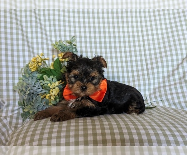 Medium Photo #4 Yorkshire Terrier Puppy For Sale in NEW PROVIDENCE, PA, USA