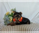 Small Photo #4 Yorkshire Terrier Puppy For Sale in NEW PROVIDENCE, PA, USA