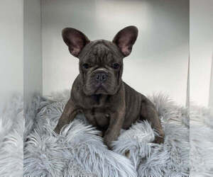 French Bulldog Puppy for sale in HOUSTON, TX, USA
