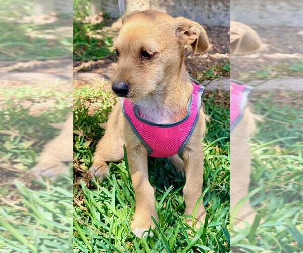 Medium Photo #2 Mutt Puppy For Sale in San Diego, CA, USA