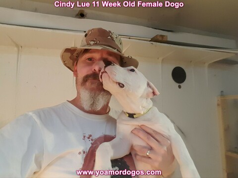 Medium Photo #127 Dogo Argentino Puppy For Sale in PINEVILLE, MO, USA