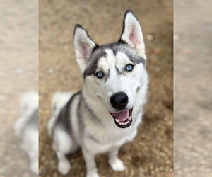 Medium Siberian Husky