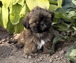 Small #1 Shih Tzu