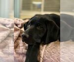Small #11 Labrador Retriever Mix