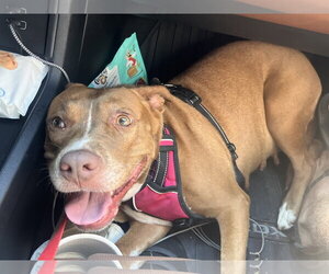 Chloe - Female Staffordshire Bull Terrier-Unknown Mix Dog for Adoption - Photo #5