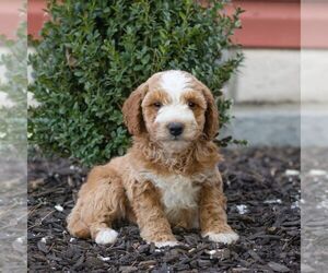 Goldendoodle (Miniature) Puppy for Sale in LITITZ, Pennsylvania USA