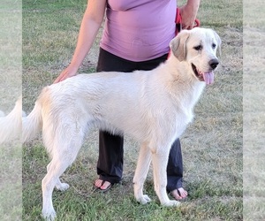 Great Pyrenees Dogs for adoption in BERESFORD, SD, USA
