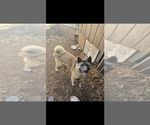 Small Photo #1 Akita Puppy For Sale in ROSEVILLE, CA, USA