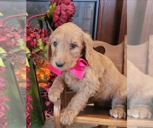 Medium Goldendoodle mix (+ Poodle Standard)