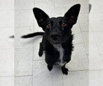 Small German Shepherd Dog