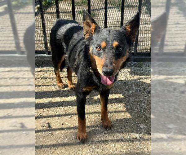 Medium Photo #2 Texas Heeler-Unknown Mix Puppy For Sale in Riverside, CA, USA