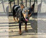 Small #1 Texas Heeler Mix