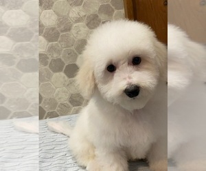 Bichon Frise Puppy for sale in CANOGA, NY, USA