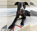 Small #1 Mutt