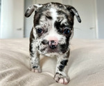 Puppy Maria French Bulldog
