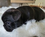 Small Photo #2 French Bulldog Puppy For Sale in RCH CUCAMONGA, CA, USA