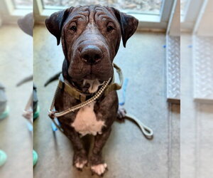 Chinese Shar-Pei-Unknown Mix Dogs for adoption in Tavares, FL, USA