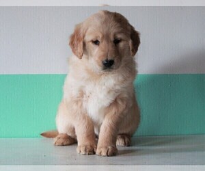 Golden Retriever Puppy for sale in FREDERICKSBURG, OH, USA