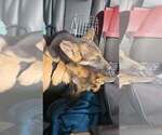 Small #16 German Shepherd Dog