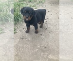 Small Photo #1 Rottweiler Puppy For Sale in MARYVILLE, MO, USA