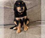 Small #2 Australian Retriever