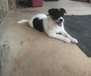 Border Collie Puppy for sale in FORT COBB, OK, USA