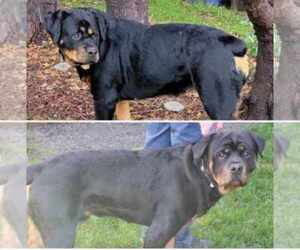 Mother of the Rottweiler puppies born on 03/12/2024