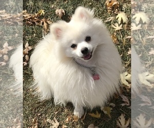 Father of the Pomeranian puppies born on 07/19/2025