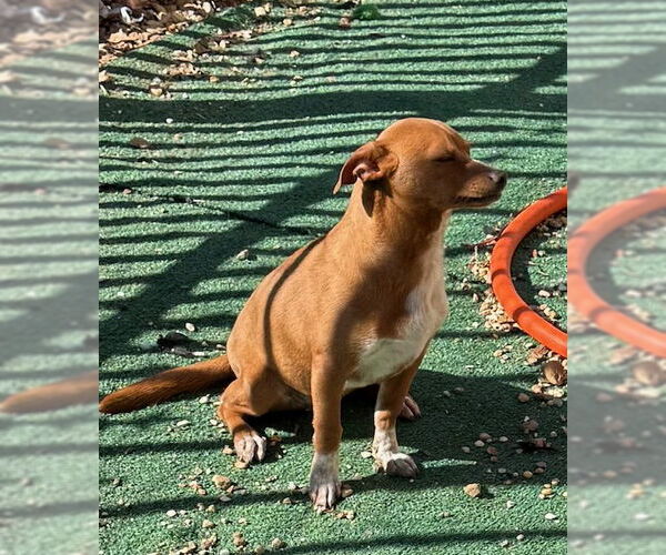 Medium Photo #4 Chiweenie Puppy For Sale in Wakefield, RI, USA