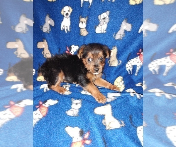 Medium Photo #20 Poodle (Toy) Puppy For Sale in LAPEER, MI, USA