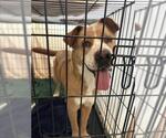 Small American Pit Bull Terrier Mix