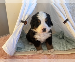 Bernese Mountain Dog Puppy for sale in SUCCESS, MO, USA