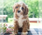 Small #1 Cavapoo (Miniature)