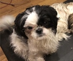 Small Photo #1 Shih Tzu Puppy For Sale in CORVALLIS, OR, USA