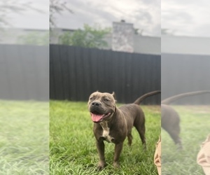Father of the American Bully puppies born on 05/07/2026