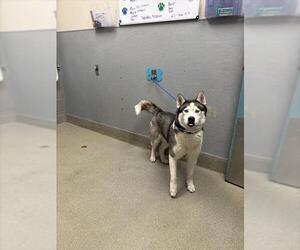 Siberian Husky-Unknown Mix Dogs for adoption in Las Vegas, NV, USA