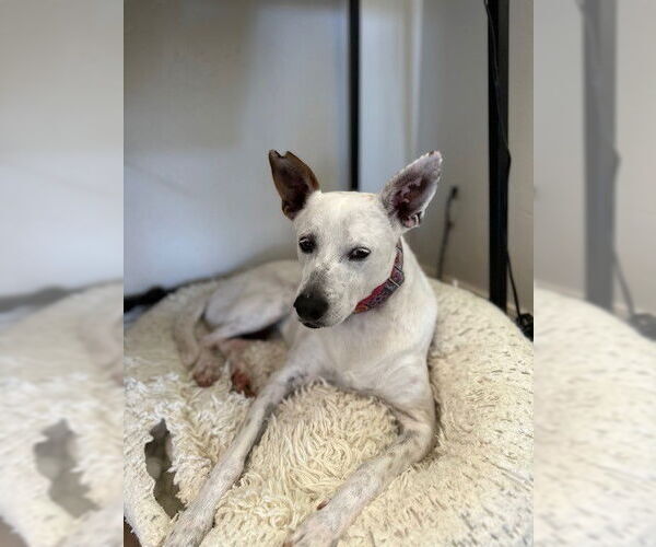 Medium Photo #6 Mutt Puppy For Sale in Queen Creek, AZ, USA