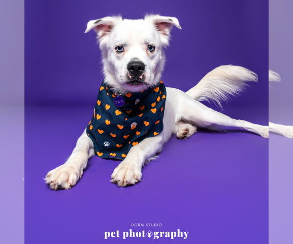 Medium Photo #13 Great Pyrenees-Unknown Mix Puppy For Sale in Fargo, ND, USA