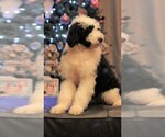 Small Photo #3 Old English Sheepdog Puppy For Sale in STANLEY, VA, USA