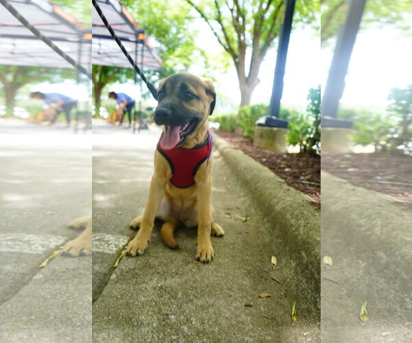 Medium Photo #1 Mutt Puppy For Sale in Holly Springs, NC, USA