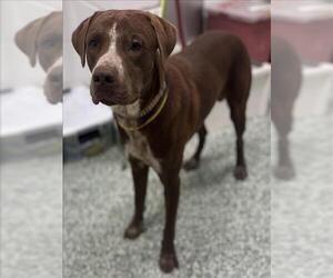 Lab-Pointer Dogs for adoption in Salisbury, NC, USA