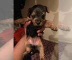 Small Photo #7 Yorkshire Terrier Puppy For Sale in JERSEY CITY, NJ, USA