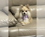 Small Photo #1 Pomeranian Puppy For Sale in PORTLAND, ME, USA