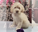 Small Photo #3 Goldendoodle Puppy For Sale in GOLDEN CITY, MO, USA