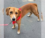 Small #6 Plott Hound Mix