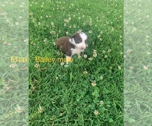 Miniature Australian Shepherd Puppy for Sale in YORK, South Carolina USA